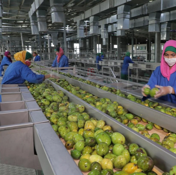Plante de transformation de jus de fruits frais