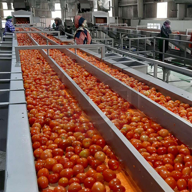 Ligne de production de tomates