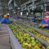 Ligne de production de mangue