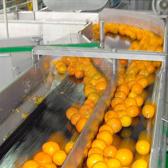 Ligne de production des oranges / mandons / citrons