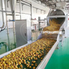 Usine de transformation de gingembre