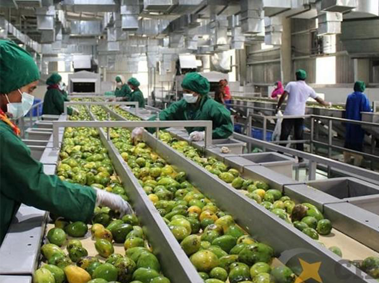 Ligne de traitement des fruits