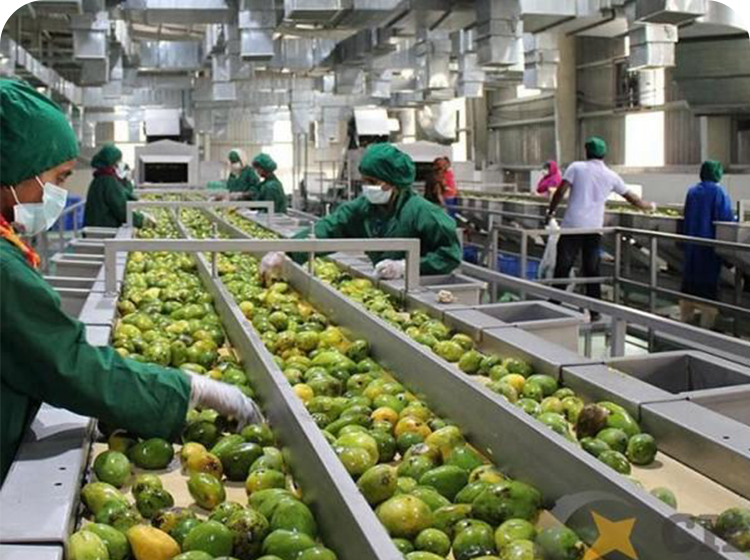 Ligne de traitement des fruits