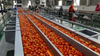 Usine de transformation de la tomate