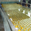 Ligne de production du chili